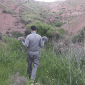 ۸۷ لاکپشت کشفشده از متخلفان به آغوش طبیعت بازگشتند