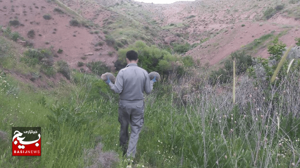 ۸۷ لاک‌پشت کشف‌شده از متخلفان به آغوش طبیعت بازگشتند